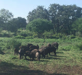 LOW FENCE HOG HUNT