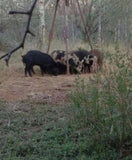 LOW FENCE HOG HUNT