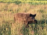 LOW FENCE HOG HUNT